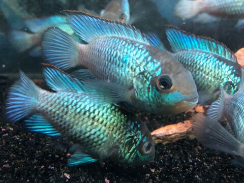3 Poissons cichlidé acara 10 95190 Goussainville