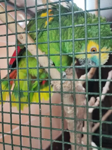 M&acirc;le amazone 250 38300 Bourgoin-jallieu