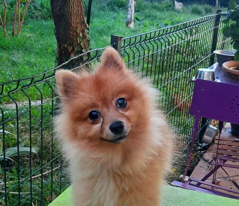 Spitz nain dit pomeranian 1300 26790 Tulette