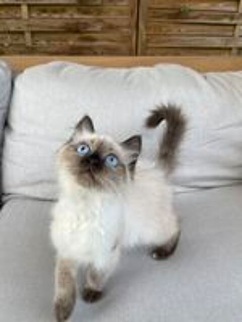   Femelle type ragdoll 