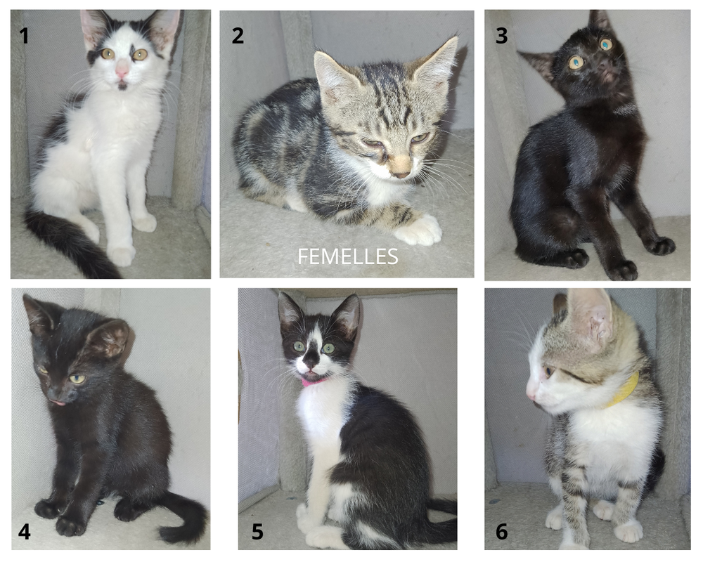   Chatons à adopter 