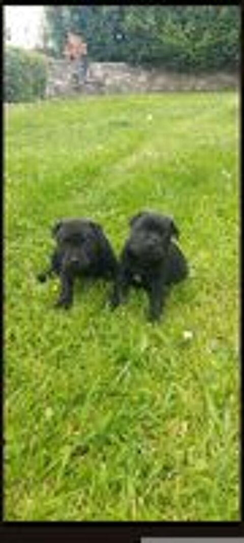   A réserver 2  chiots staffie LOFES 