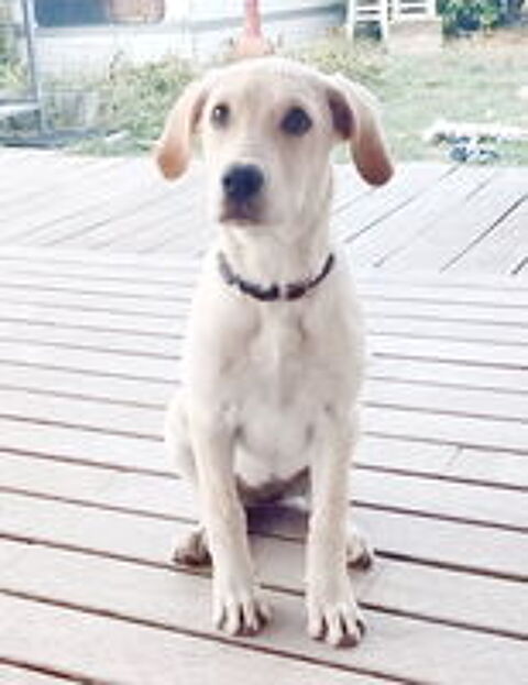   Senna est à l'adoption! 