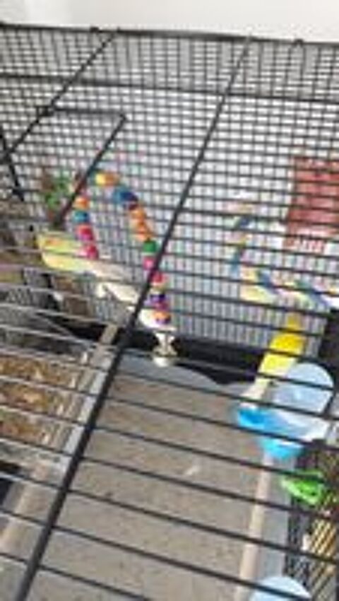   CAGE DOUBLE SUR TABLE A ROULLETTES + 8 CANARIS + ACCESSOIRES 