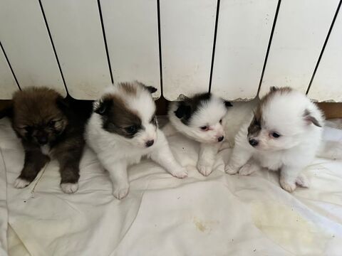 spitz allemands 575 40700 Hagetmau