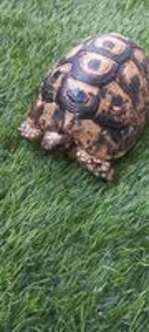   Tortue grecka  