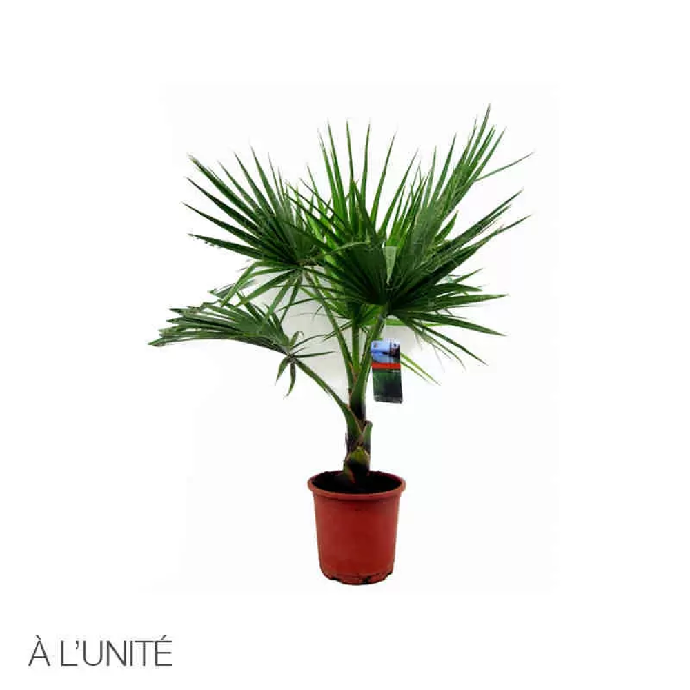PALMIER DE CHINE Jardin