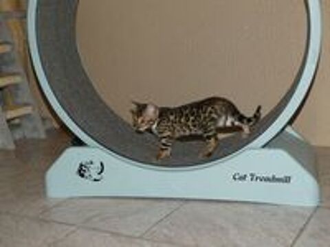   Chaton Bengal loof  