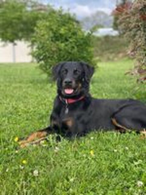   Beauceron cot 4, Dys A/A, coudes 0, PL-1-n/n, pour saillie 