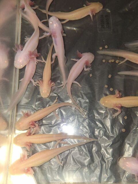 Axolotl 10 69300 Caluire-et-cuire