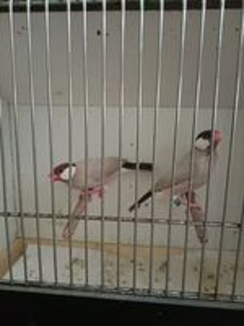   Oiseaux exotiques paddas  