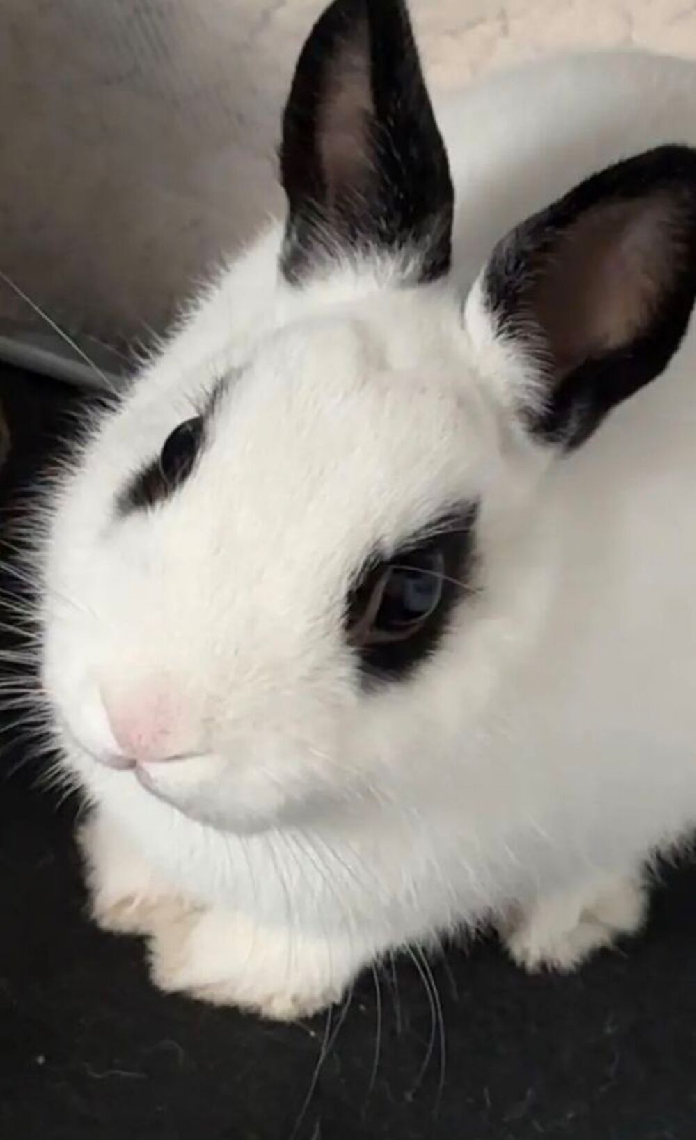   Lapin nain noir et blanc 