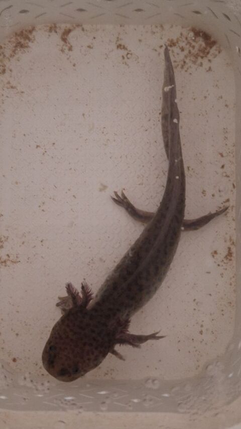 Jeunes Axolotls 15 44550 Montoir-de-bretagne