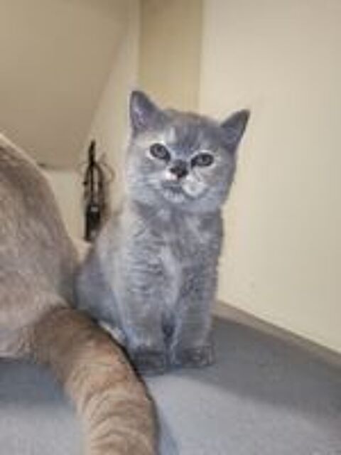   British shorthair femelle blue tortie  