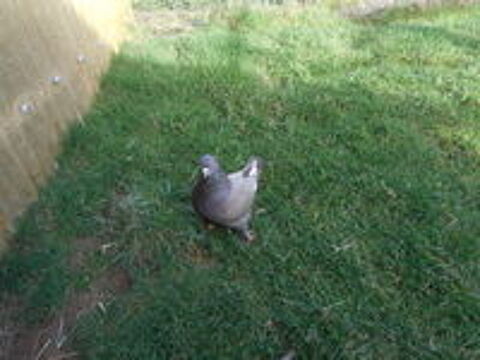   Pigeons Kings 