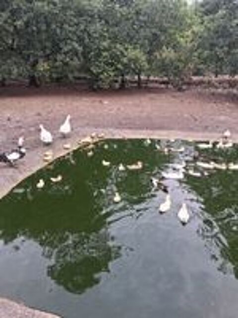   canard de barbarie  