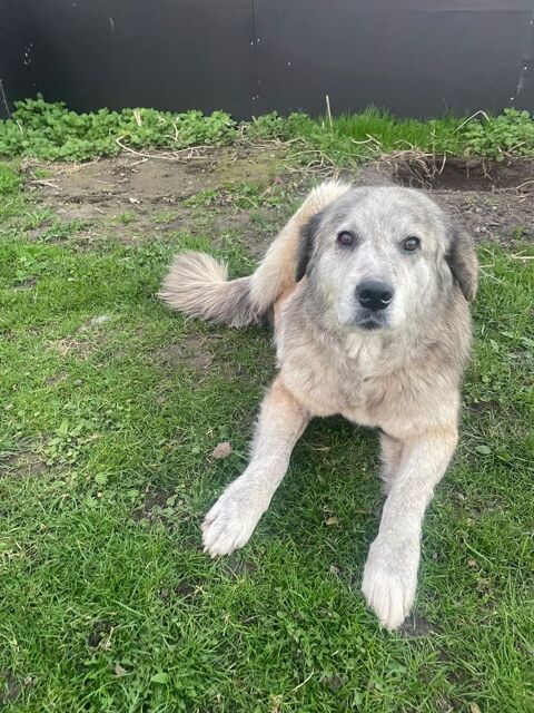 SVESKA crois&eacute;e de 7 ans 200 62580 Willerval