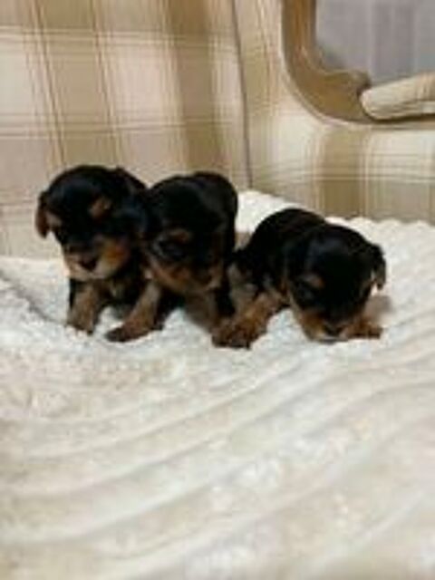  Yorkshire Terrier - 3 chiots disponibles 