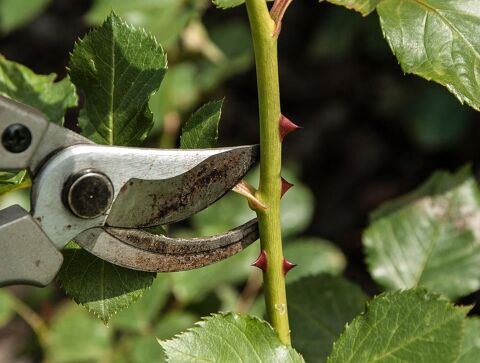 Entretien et travaux de jardinage 0 30000 Nmes