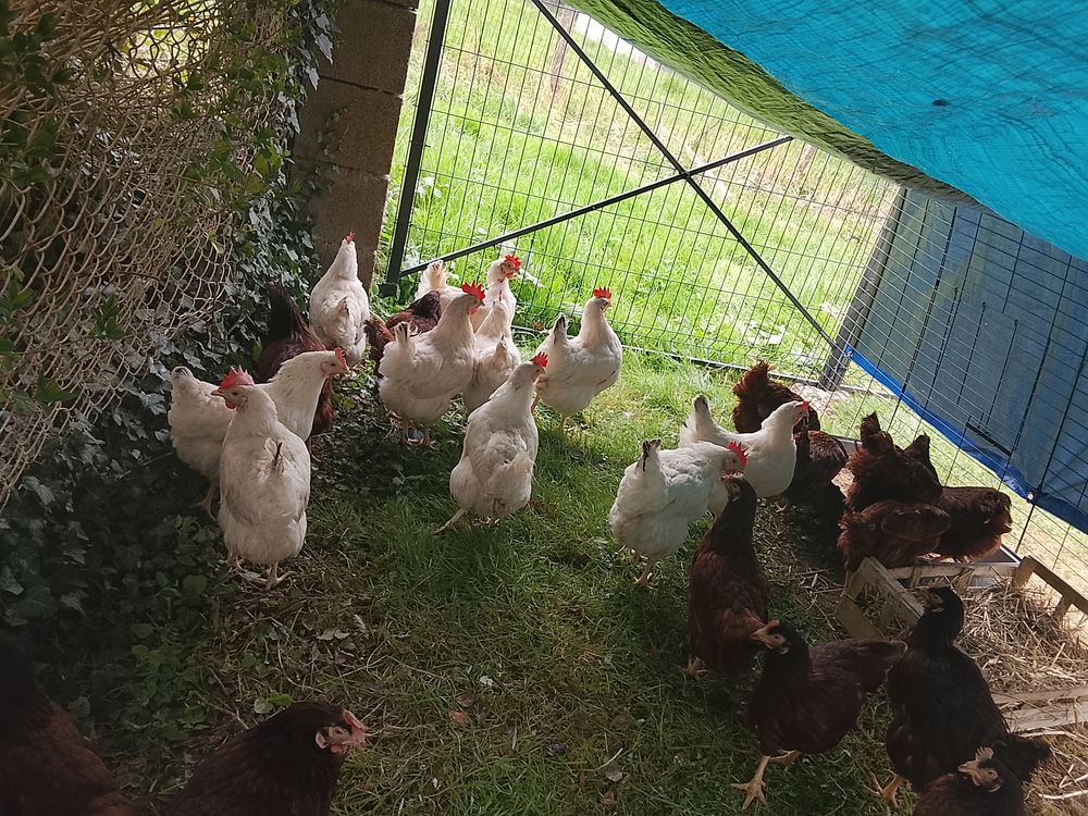   poules pondeuses 