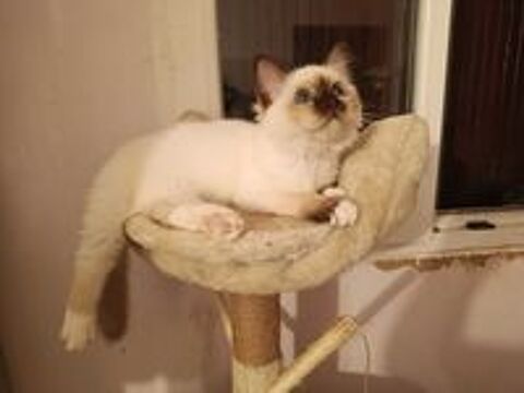   CHATON SACRE DE BIRMANIE 