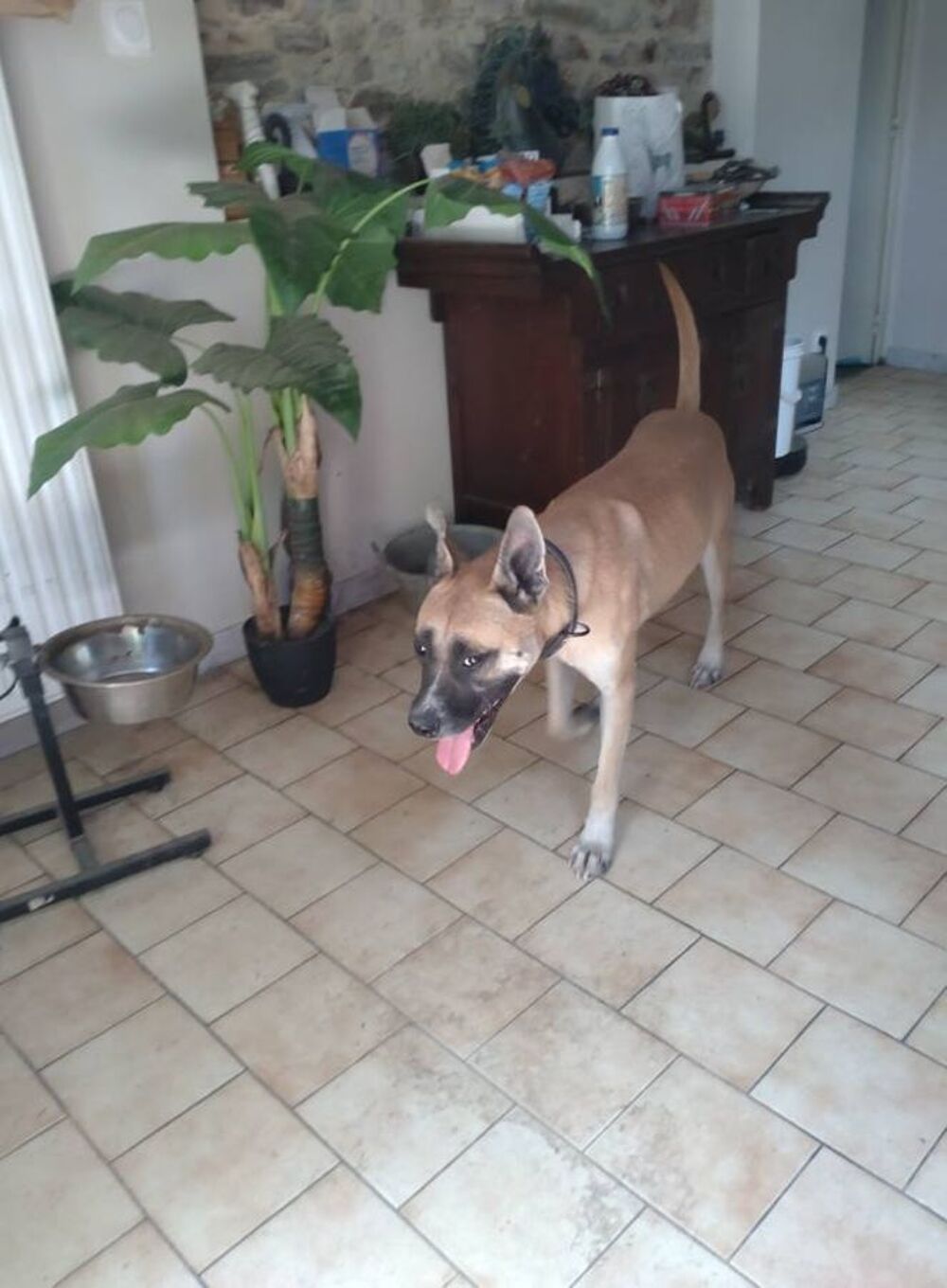   CROC, gentil croisé Malinois à adopter via l'association UMA  