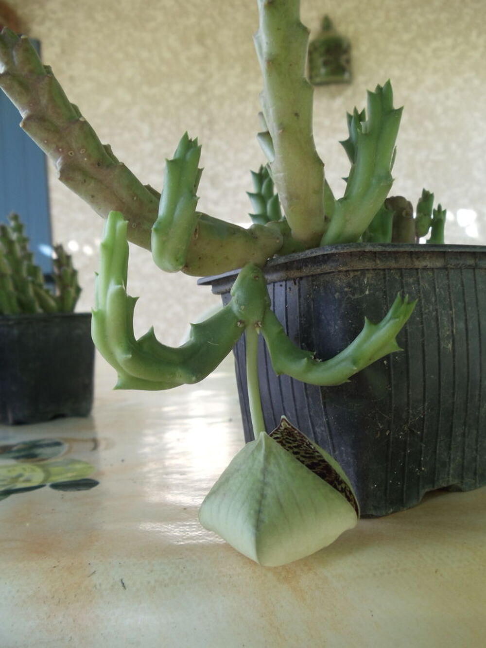 stapelia variegata Jardin