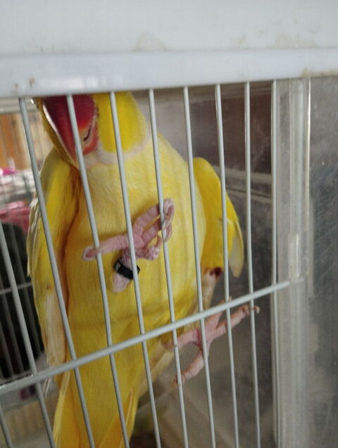 Perruche a collier repriducteur 200 59300 Valenciennes