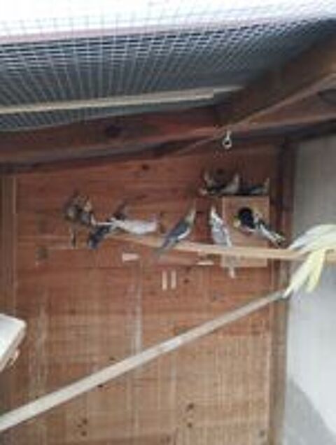   jeunes calopsittes de 2025 