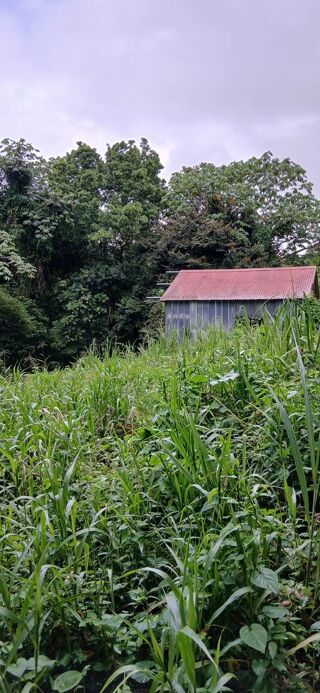  Terrain à vendre 1354 m² Le lamentin