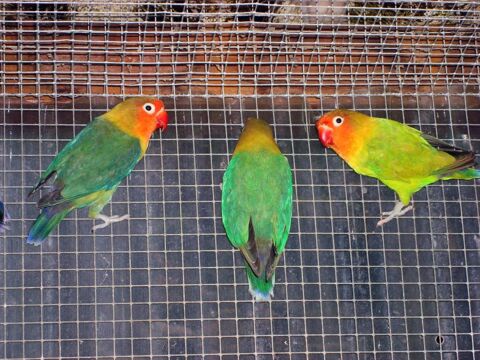 Ins&eacute;parables de fisher
30 02100 Saint-quentin