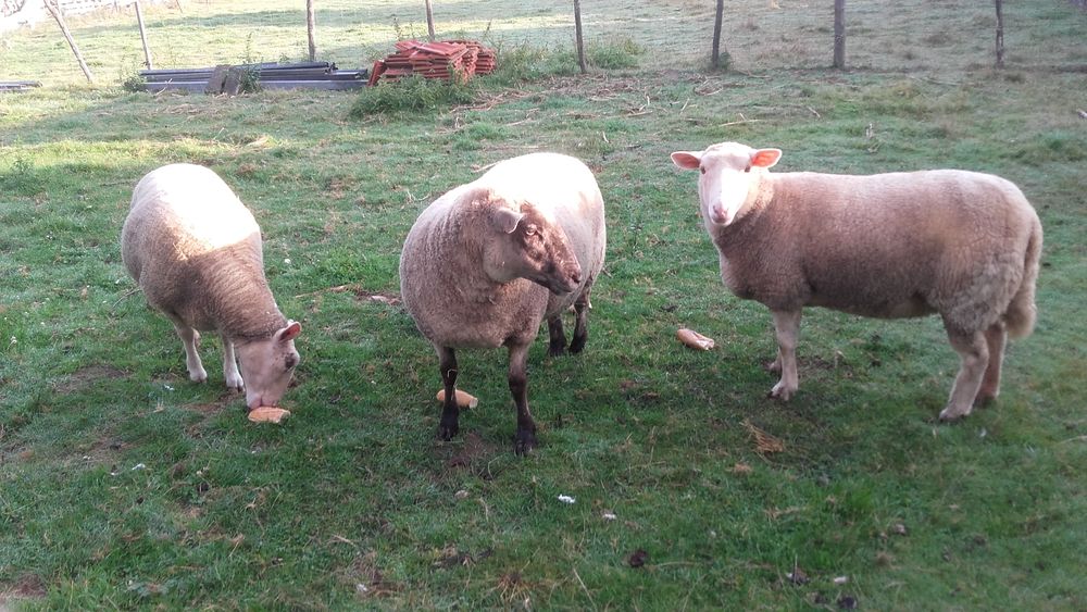   Moutons.
