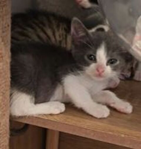  Chat ROZO à l adoption 
