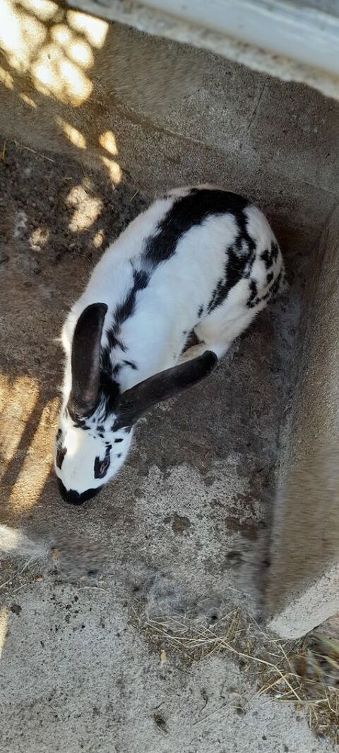  Lapins geants papillons francais 20 87570 Rilhac-rancon