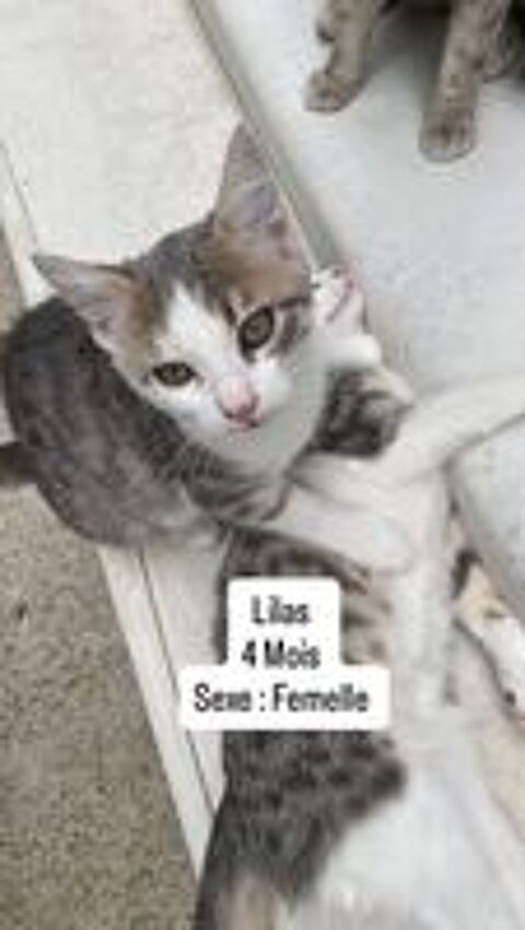   Chat LILAS à l adoption 