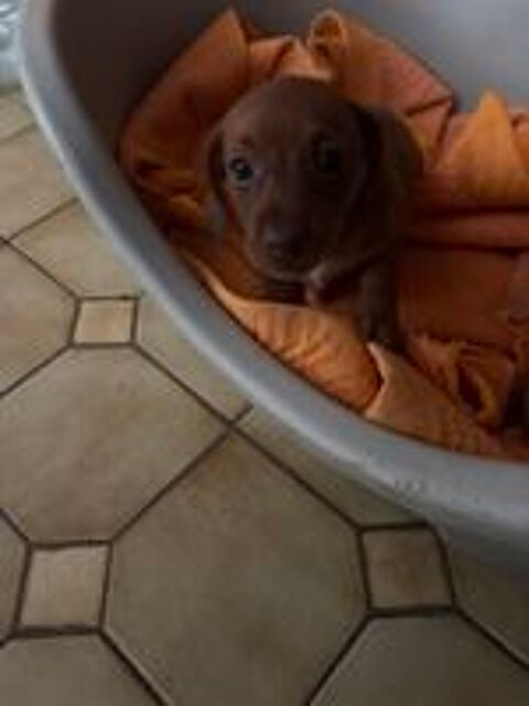   Chiots teckel nain poil ras non LOF 