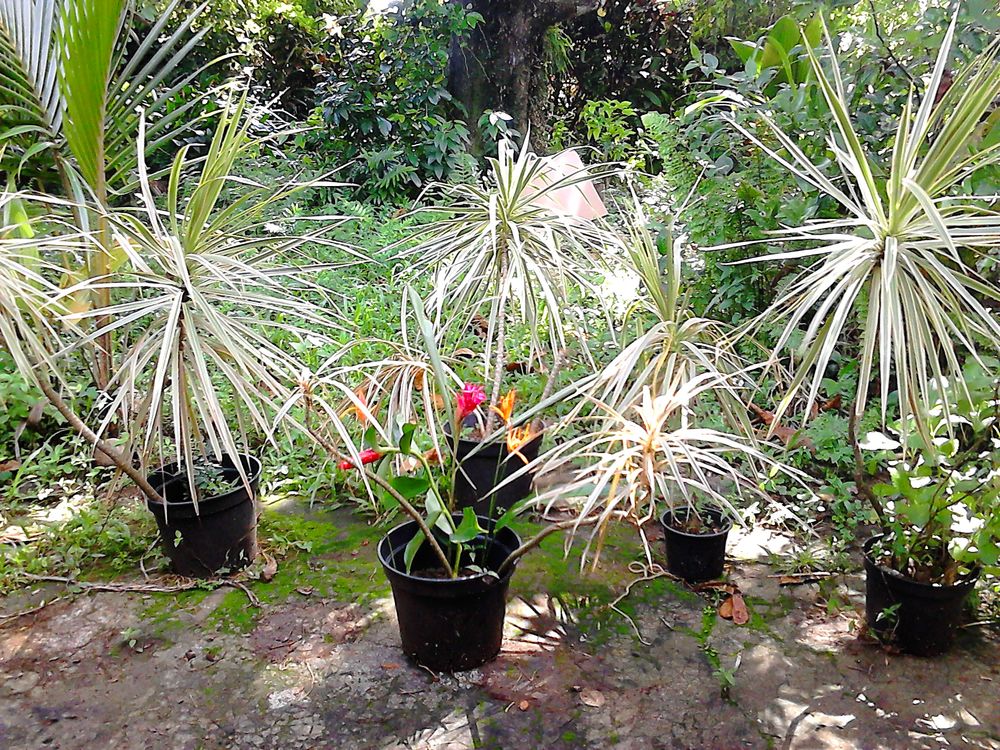 Plantes pour jardin familial Jardin