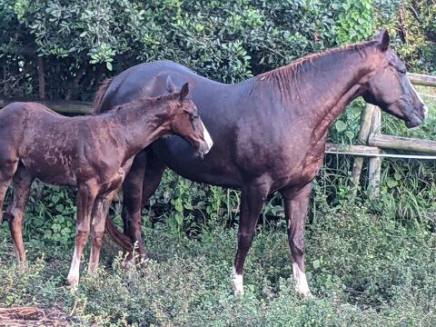 jument de quatre ans et sa petite pouliche de deux moi 12000 97410 Ravine des cabris