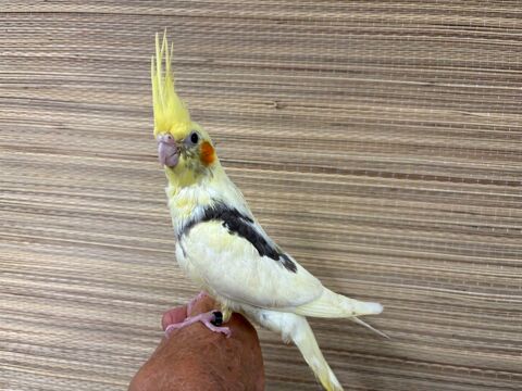 CALOPSITTES APPRIVOISÉES 95 31270 Cugnaux