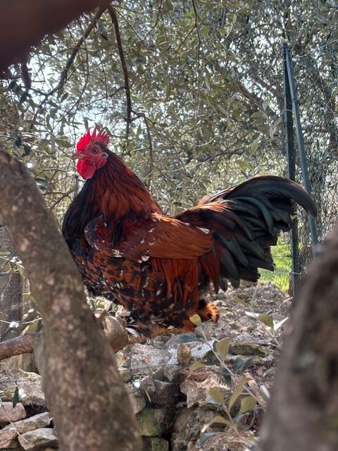 Coq p&eacute;quin crois&eacute;e 0 83440 Fayence