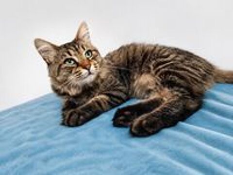   BASILE CHAT TIGRE 2 ANS 