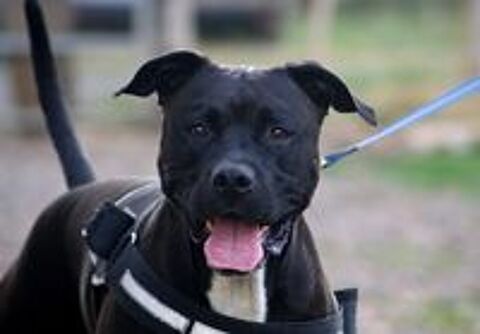   PACO, adorable American Staffordshire Terrier déclassé à adopter via l'association UMA 
