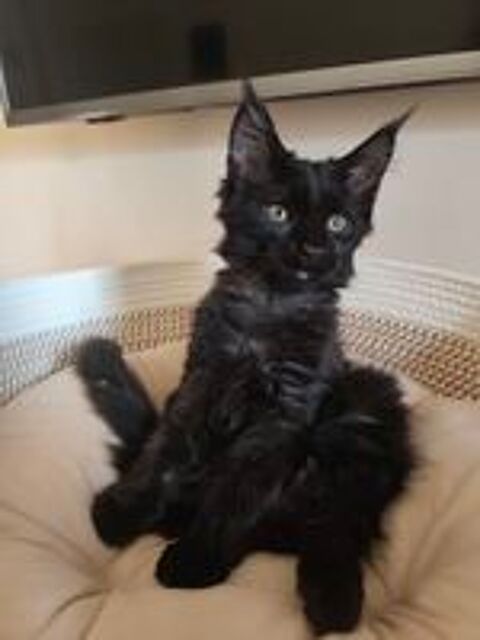   Chatons Maine Coon LOOF à réserver  