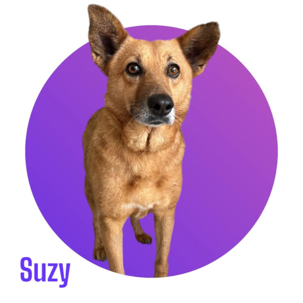   SUZY, 5 ans estimés, 15 kg, une crème à l'adoption 💖 