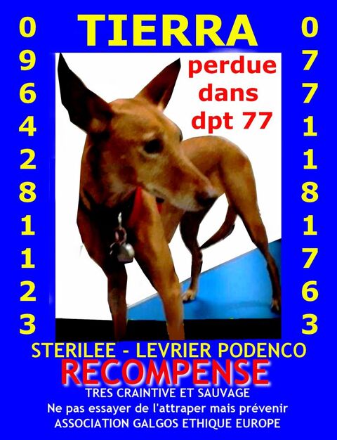 LEVRIER MARRON PERDU DPT 77 0 75018 Marolles en brie 77