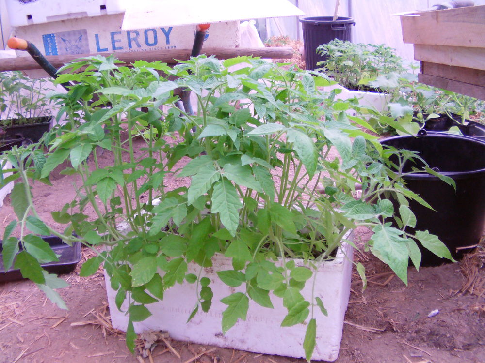 pieds de tomate Jardin