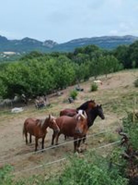   Pension chevaux  