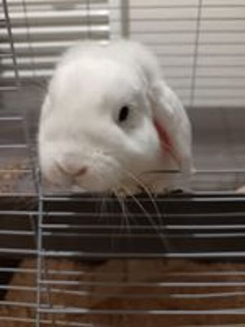   Lapin blier nain   