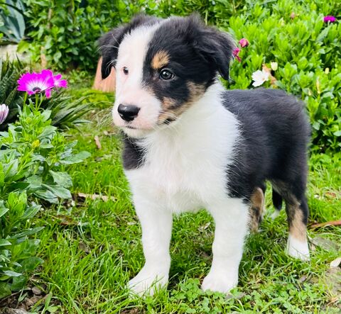 Superbes Chiots Border Collie 700 64240 Hasparren