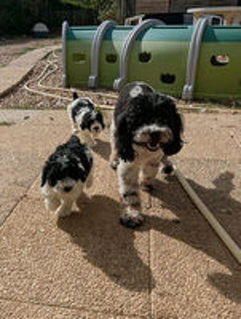   Rares : chiots caniches nains bicolores inscrits lof 